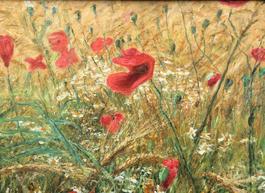 Poppy Field Near Abergavenny Wales