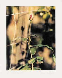 Rose, Winterthur, 1991