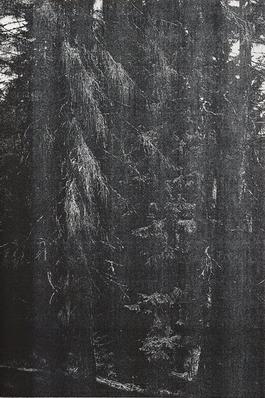 Wald (Briol III)