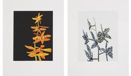Untitled (Diptych)