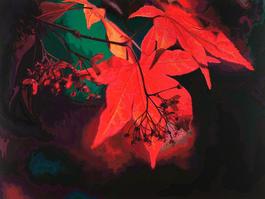 Red Maple