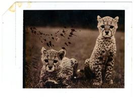 Orphaned Cheetah Cubs at Mweiga National Park Headquarters, 1968