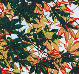 Maple Spray