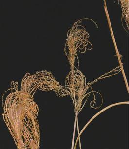 Silvergrass in Winter #2