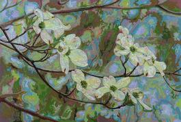 Dogwood