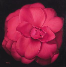 Red Camellia