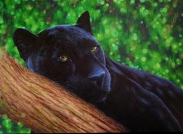 Meow II