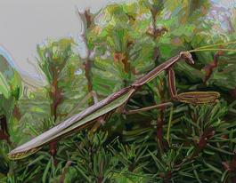 Praying Mantis