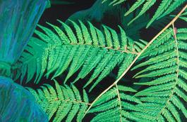 Fern