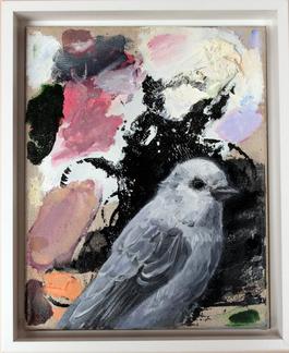 Gray Jay