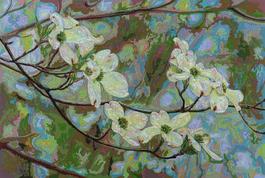 Dogwood