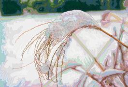 Silvergrass in Winter #1