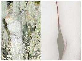Cactus Flower & Hip