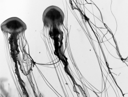 JELLYFISH 3