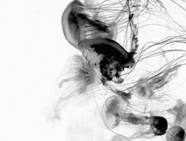 JELLYFISH 2
