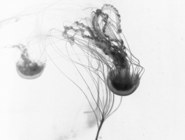 JELLYFISH 5