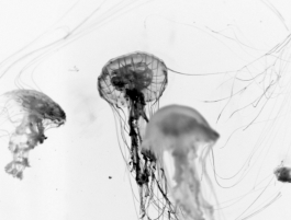 JELLYFISH 4