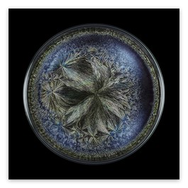 Morphogenetic Field - Beluga caviar (Large)