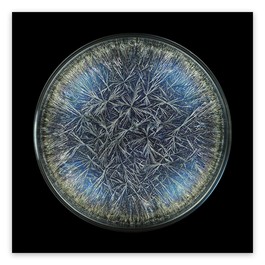 Morphogenetic Field - Dandelion (Pissenlit) (Large)