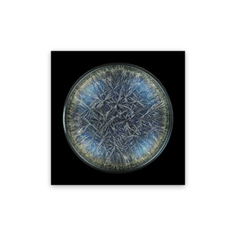 Morphogenetic Field - Dandelion (Pissenlit) (Medium)