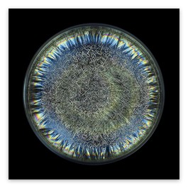 Morphogenetic Field - AB Negative Blood (Large)