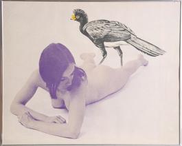 Currasow