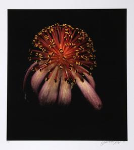 Unique Flower