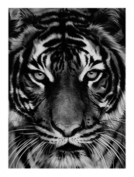 Untitled (Tiger)