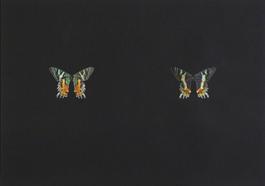 Black Butterfly-Print #9