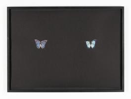 Black Butterfly-Print #23