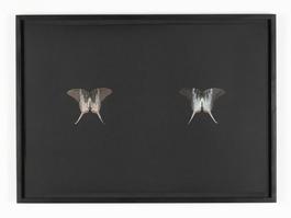 Black Butterfly-Print #18
