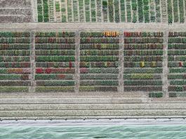 Aerial Views, Tulip Fields 08