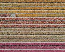 Aerial Views, Tulip Fields 16