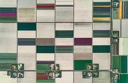 Aerial Views, Tulip Fields 01