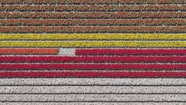 Aerial Views, Tulip Fields 23