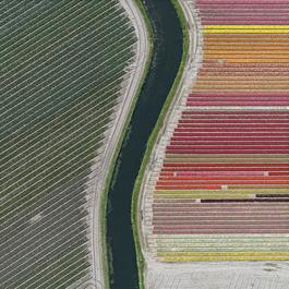 Aerial Views, Tulip Fields 27