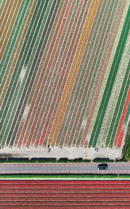 Aerial Views, Tulip Fields 10