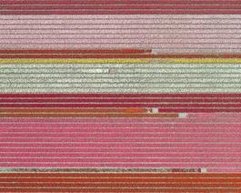 Aerial Views, Tulip Fields 05