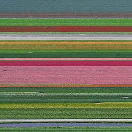 Aerial Views, Tulip Fields 14