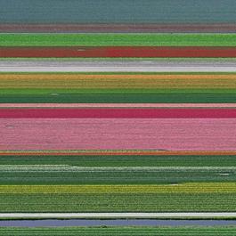 Aerial Views, Tulip Fields 14