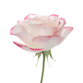 Offrande Rose 0077