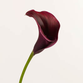 Offrande Calla 8368