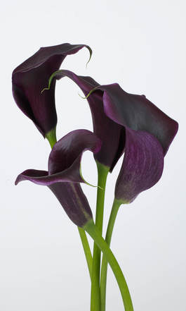Offrande Calla 8563