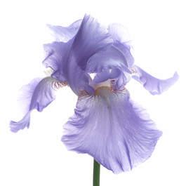 Offrande Iris 0017