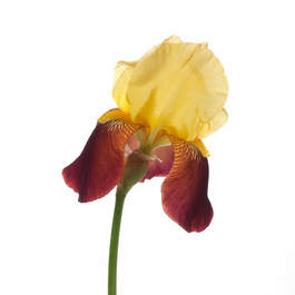 Offrande Iris 8597