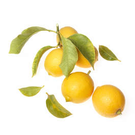 Offrande Citron 2398