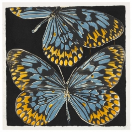 Butterflies, Jan. 25, 20