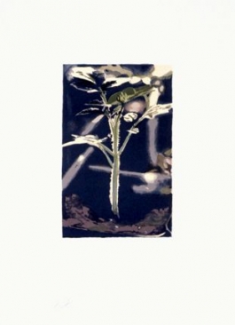 Plant (Gene)