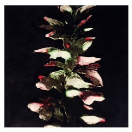 Acanthus
