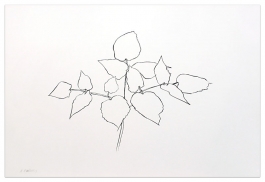 Woodland Plant